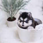 ポンスキー子犬ID()サムネイル画像4
