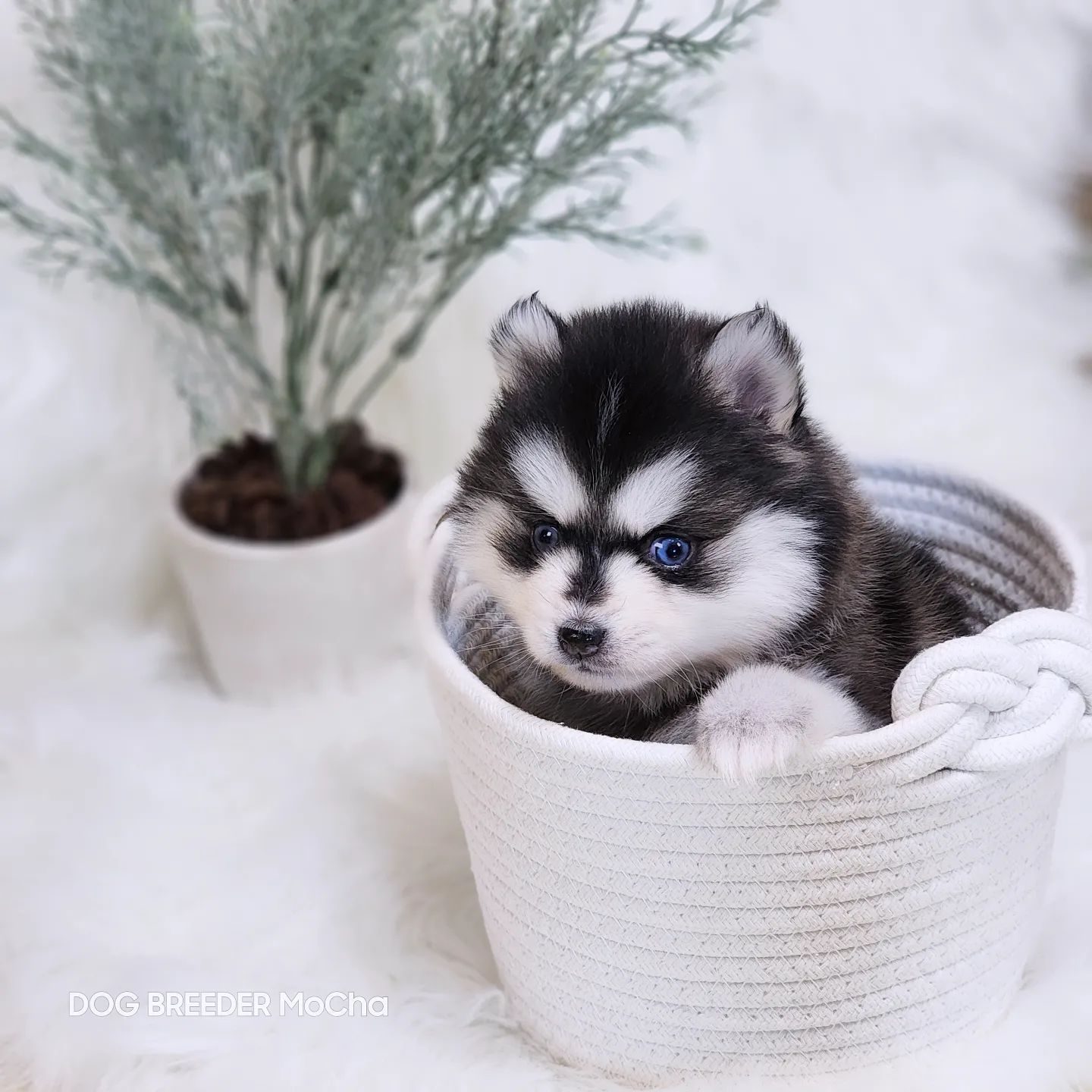 ポンスキー子犬ID()画像4