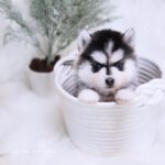 ポンスキー子犬ID()サムネイル画像1
