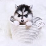 ポンスキー子犬ID()サムネイル画像3