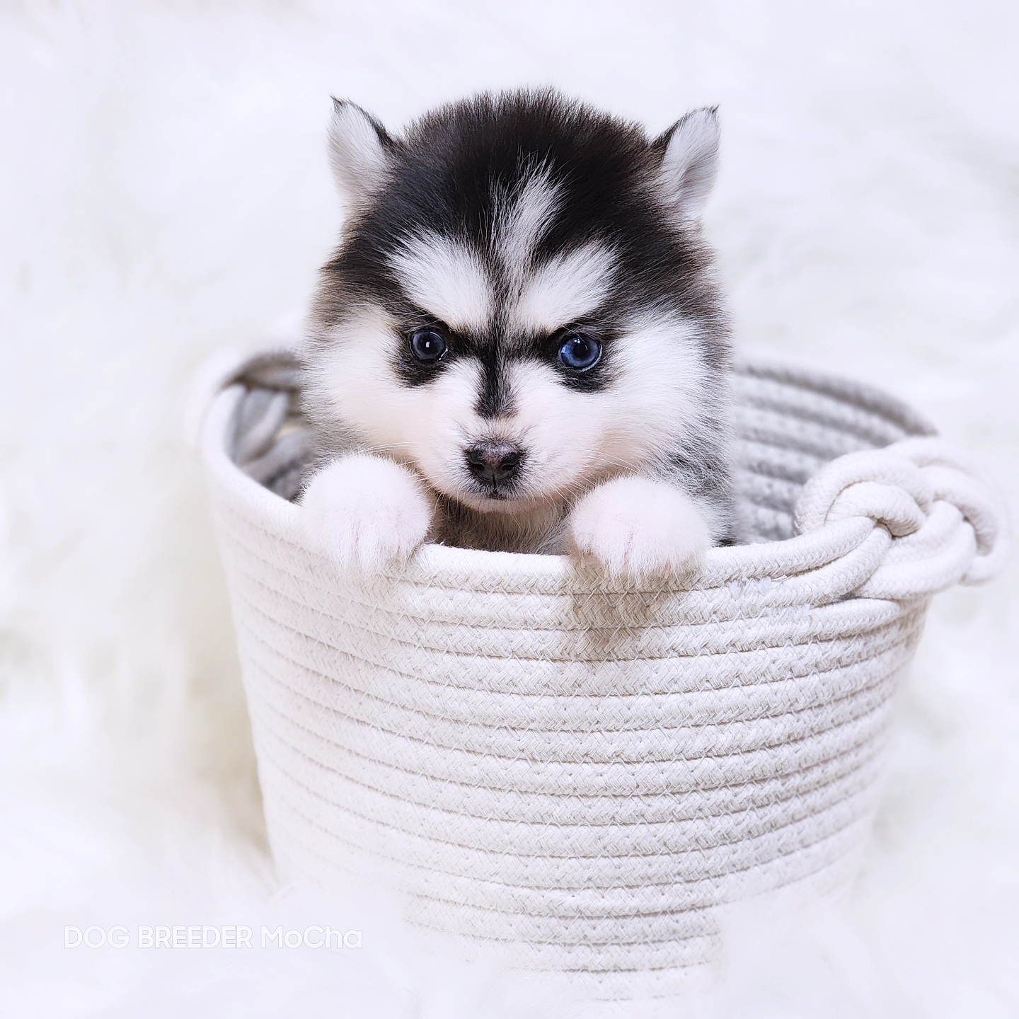 ポンスキー子犬ID()画像3