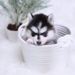 ポンスキー子犬ID()サムネイル画像2