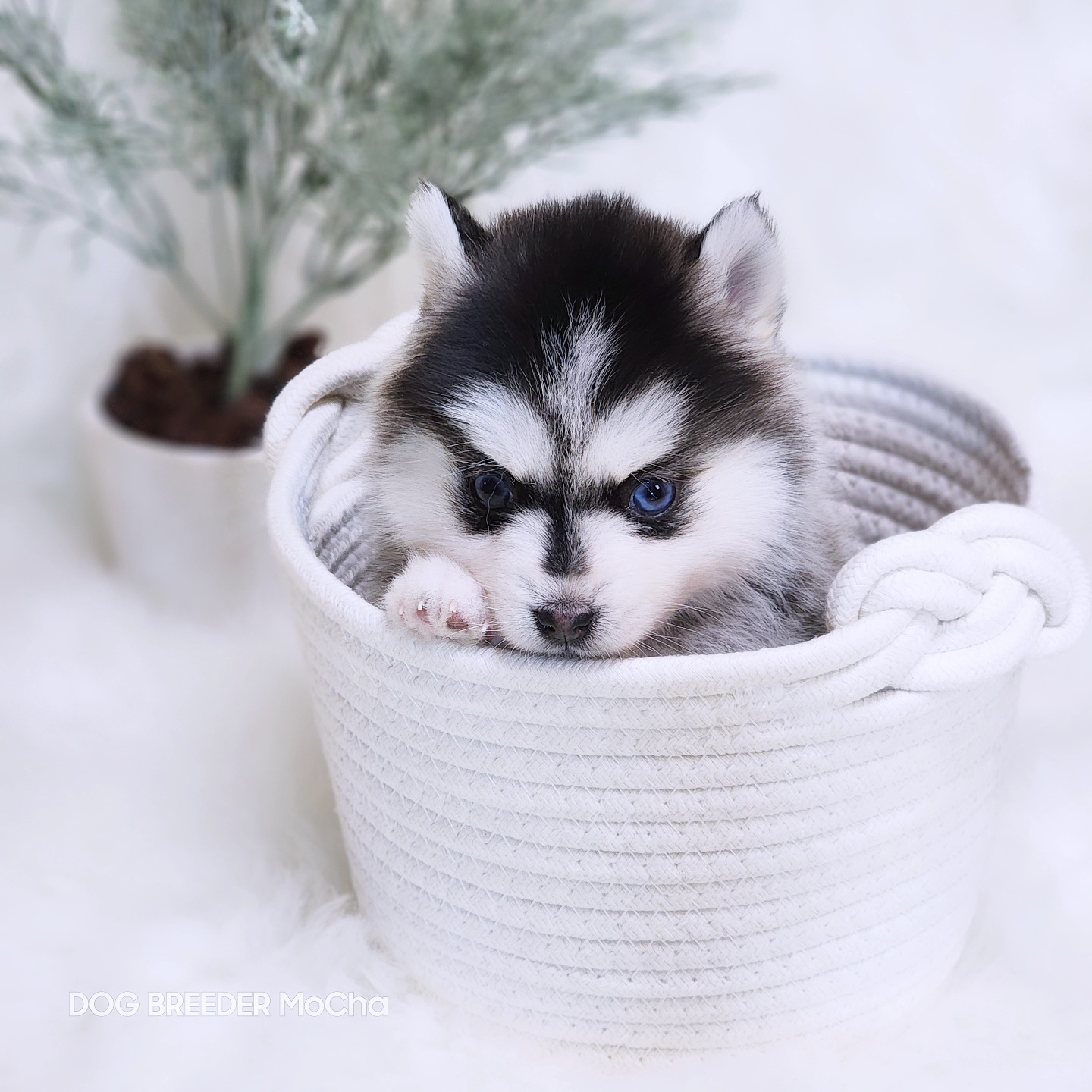 ポンスキー子犬ID()画像2