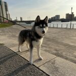 ポンスキー子犬ID()サムネイル画像1
