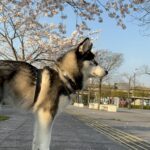 ポンスキー子犬ID()サムネイル画像2