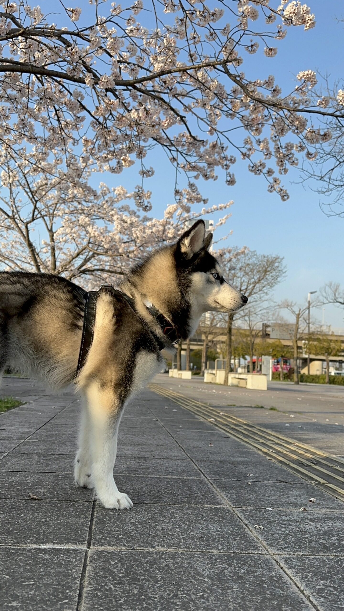 JoJoちゃんの画像2