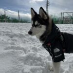 ポンスキー子犬ID()サムネイル画像3
