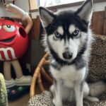 ポンスキー子犬ID()サムネイル画像4