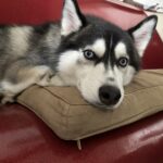 ポンスキー子犬ID()サムネイル画像5