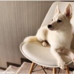 ポンスキー子犬ID()サムネイル画像9