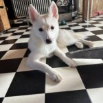 ポンスキー子犬ID()サムネイル画像1