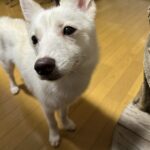 ポンスキー子犬ID()サムネイル画像2