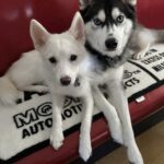 ポンスキー子犬ID()サムネイル画像3