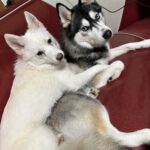 ポンスキー子犬ID()サムネイル画像6