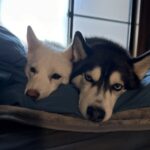ポンスキー子犬ID()サムネイル画像7