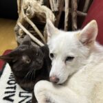 ポンスキー子犬ID()サムネイル画像4