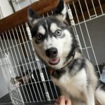 ポンスキー子犬ID()サムネイル画像7