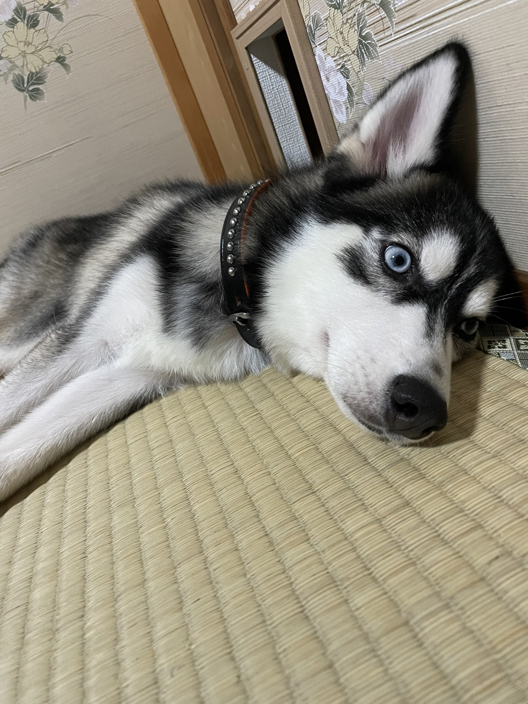 JoJoちゃんの画像6