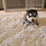 ポンスキー子犬ID()サムネイル画像10