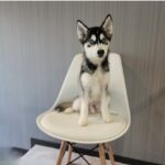 ポンスキー子犬ID()サムネイル画像8