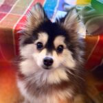 ポンスキー子犬ID()サムネイル画像1