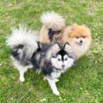 ポンスキー子犬ID()サムネイル画像4