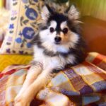 ポンスキー子犬ID()サムネイル画像3