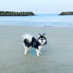 ポンスキー子犬ID()サムネイル画像5
