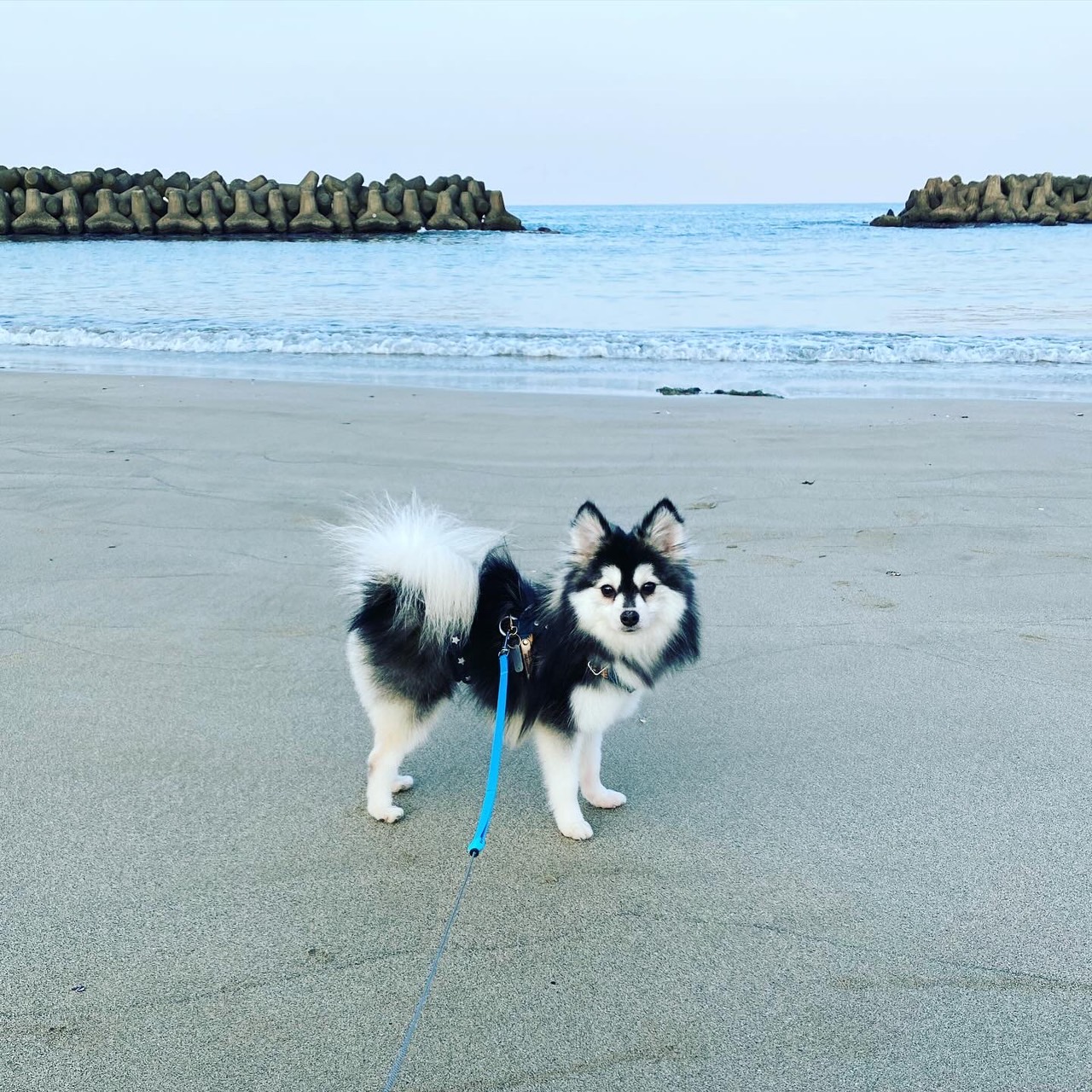 銀斗ちゃんの画像5