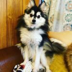 ポンスキー子犬ID()サムネイル画像6