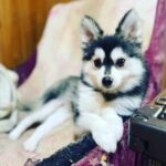 ポンスキー子犬ID()サムネイル画像7