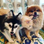 ポンスキー子犬ID()サムネイル画像8