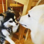 ポンスキー子犬ID()サムネイル画像9