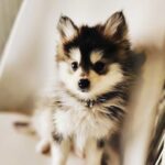 ポンスキー子犬ID()サムネイル画像10