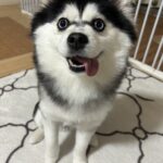 ポンスキー子犬ID()サムネイル画像1
