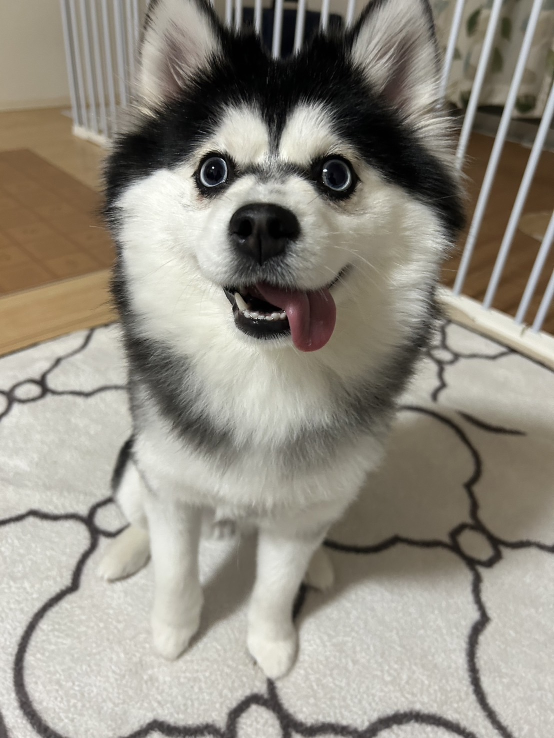 しえるちゃんの画像