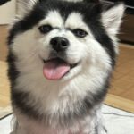 ポンスキー子犬ID()サムネイル画像2