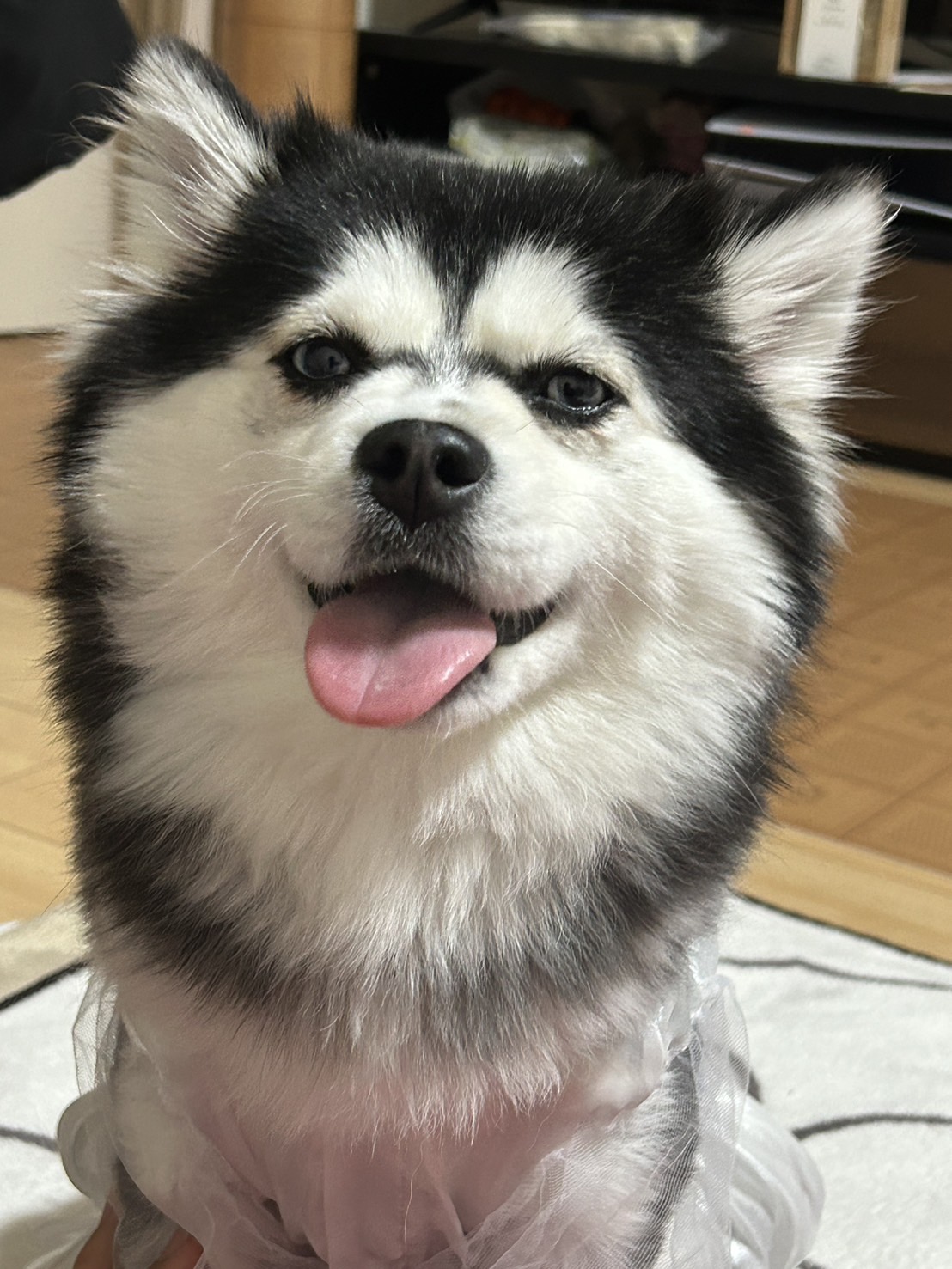 しえるちゃんの画像2