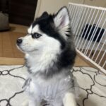 ポンスキー子犬ID()サムネイル画像3