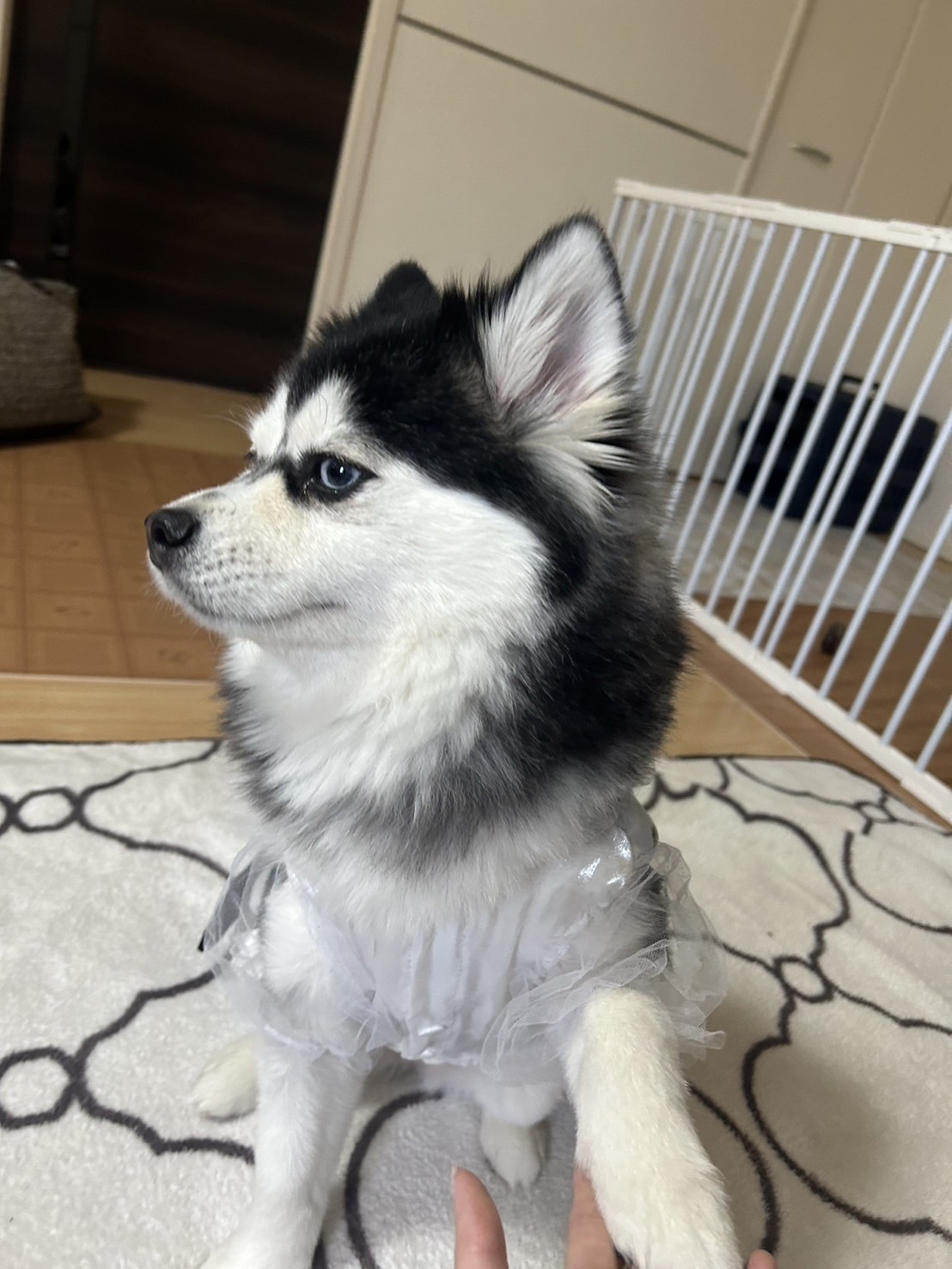 しえるちゃんの画像3