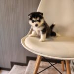 ポンスキー子犬ID()サムネイル画像5