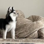 ポンスキー子犬ID()サムネイル画像4