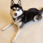 ポンスキー子犬ID()サムネイル画像2