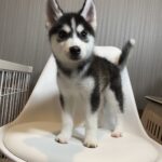 ポンスキー子犬ID()サムネイル画像3