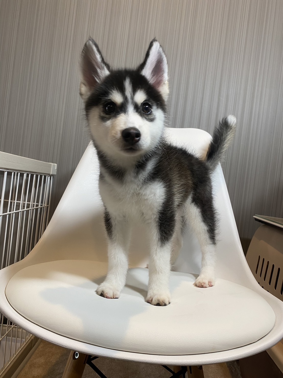 luanaちゃんの画像3