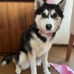ポンスキー子犬ID()サムネイル画像1
