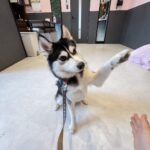 ポンスキー子犬ID()サムネイル画像4