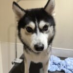 ポンスキー子犬ID()サムネイル画像5