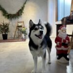 ポンスキー子犬ID()サムネイル画像6