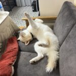 ポンスキー子犬ID()サムネイル画像8